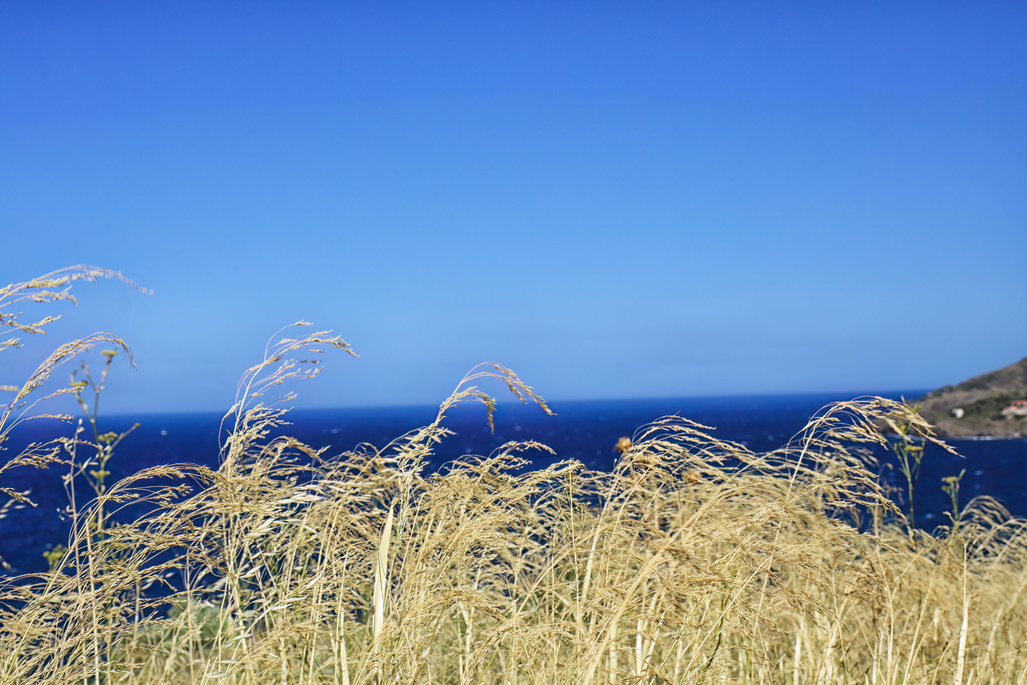 Les hautes herbes face à la tramontane ጠ Été à Collioure